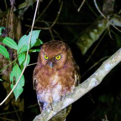 Santa Marta Screech-Owl